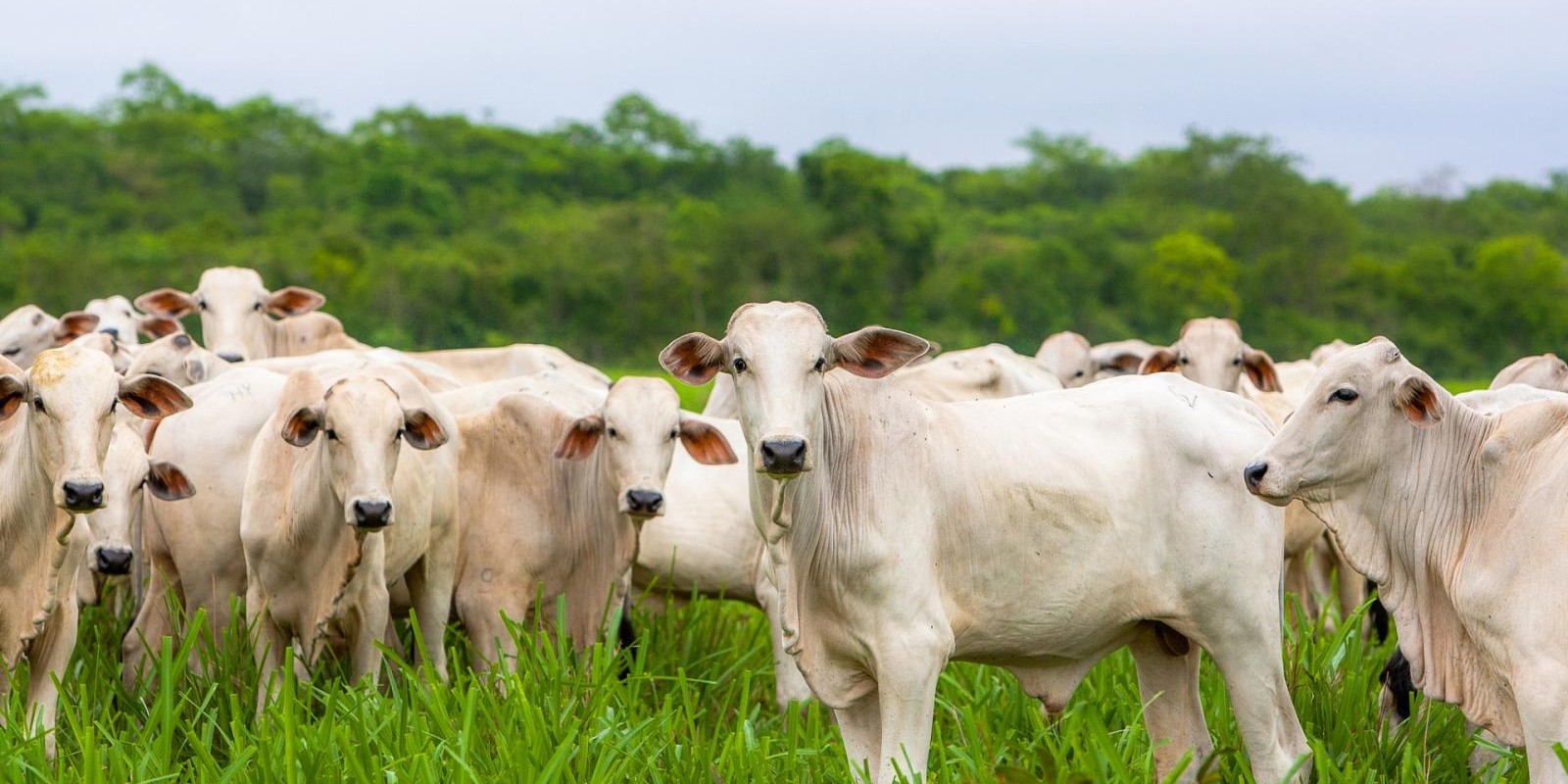 Iniciativa visa transformar as cadeias produtivas de carne e leite na região da Madeira-Mamoré